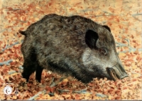 Wildschwein - Stückpreis