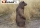 Braunbär