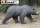 Braunbär laufend