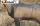 Balearen Bock