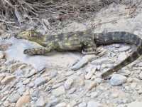 Salamander