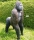 Leitold Gorilla